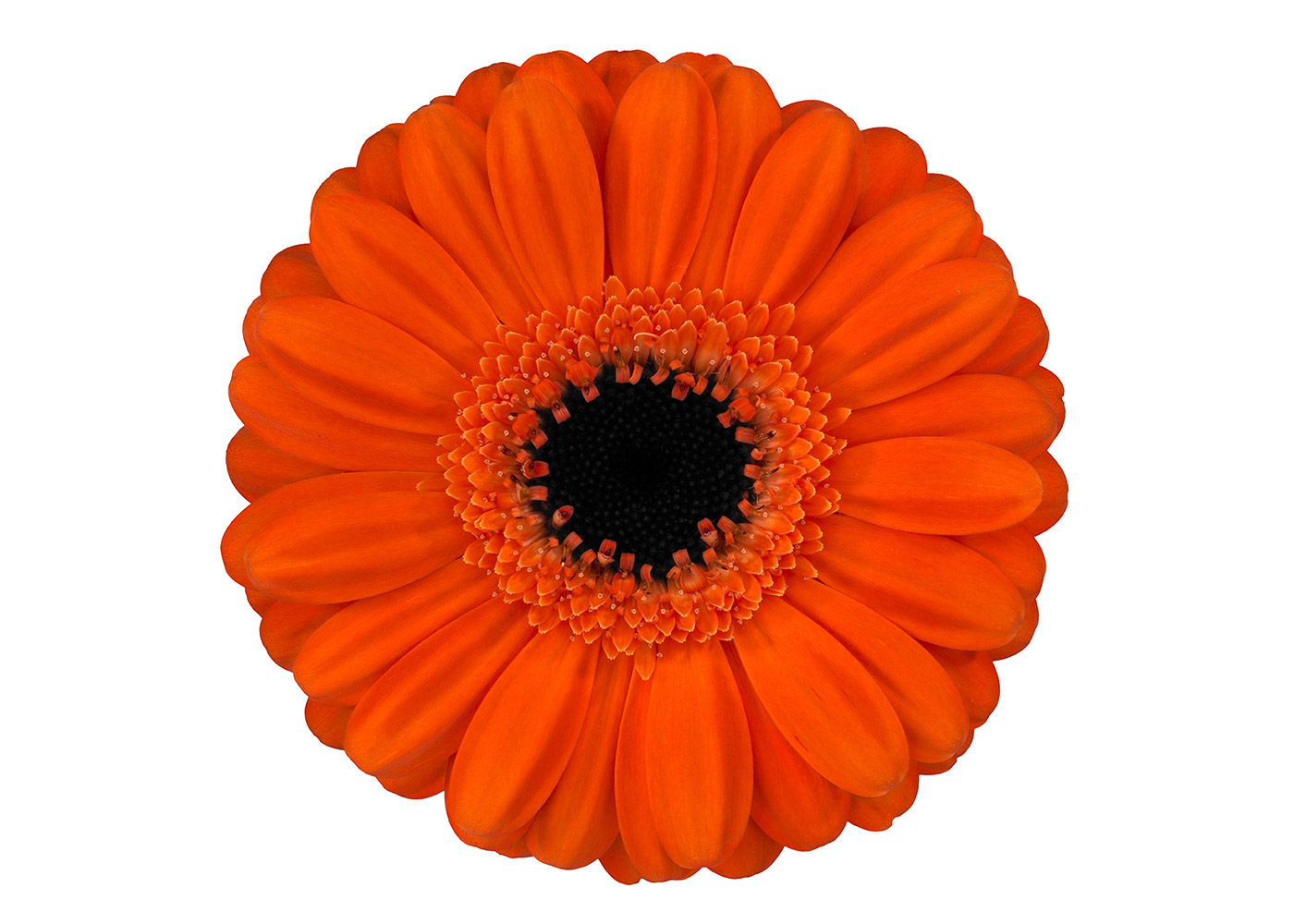 Farbe